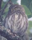 [Ferruginous Pygmy-Owl]