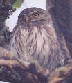 [Ferruginous Pygmy-Owl]