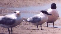 [Franklin's Gull]