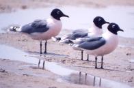 [Franklin's Gull]