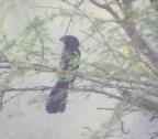 [Groove-billed Ani]