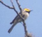 [Golden-cheeked Warbler]