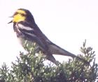 [Golden-cheeked Warbler]