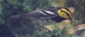 [Golden-cheeked Warbler]