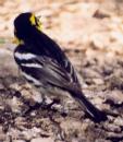 [Golden-cheeked Warbler]