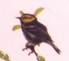 [Golden-cheeked Warbler]