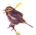 [Golden-cheeked Warbler]