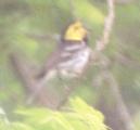 [Golden-cheeked Warbler]