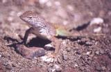 [Greater Earless Lizard]