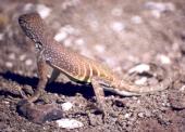 [Greater Earless Lizard]