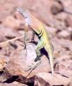 [Greater Earless Lizard]