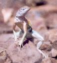 [Greater Earless Lizard]