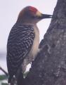 [Golden-fronted Woodpecker]