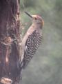 [Golden-fronted Woodpecker]