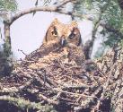 [Great-horned Owl]