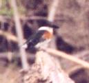 [Green Kingfisher male]