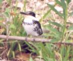 [Green Kingfisher female]