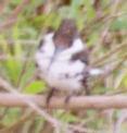 [Green Kingfisher (female)]