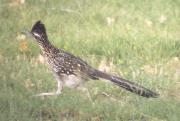 [Greater Roadrunner]