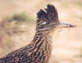 [Greater Roadrunner]