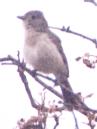 [Grey Vireo]