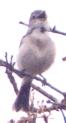 [Grey Vireo]