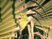 [Green Parakeet]