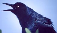 [Great-tailed Grackle]
