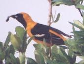 [Hooded Oriole]