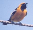 [Hooded Oriole]