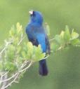 [Indigo Bunting]