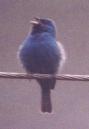 [Indigo Bunting]