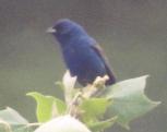 [Indigo Bunting]