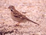 [Lark Sparrow]