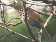 [Long-billed Thrasher]