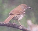 [Long-billed Thrasher]