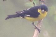 [Lesser Goldfinch]