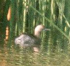 [Least Grebe]