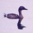 [Least Grebe]