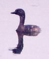 [Least Grebe]