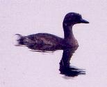 [Least Grebe]