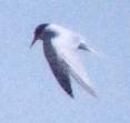 [Least Tern]