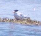 [Least Tern]