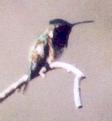 [Lucifer Hummingbird]