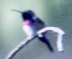 [Lucifer Hummingbird]