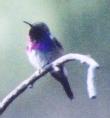 [Lucifer Hummingbird]