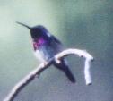 [Lucifer Hummingbird]