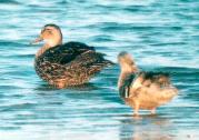 [Mottled Duck]