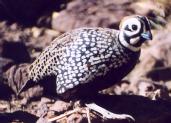 [Montezuma Quail]