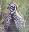 [Montezuma Quail]